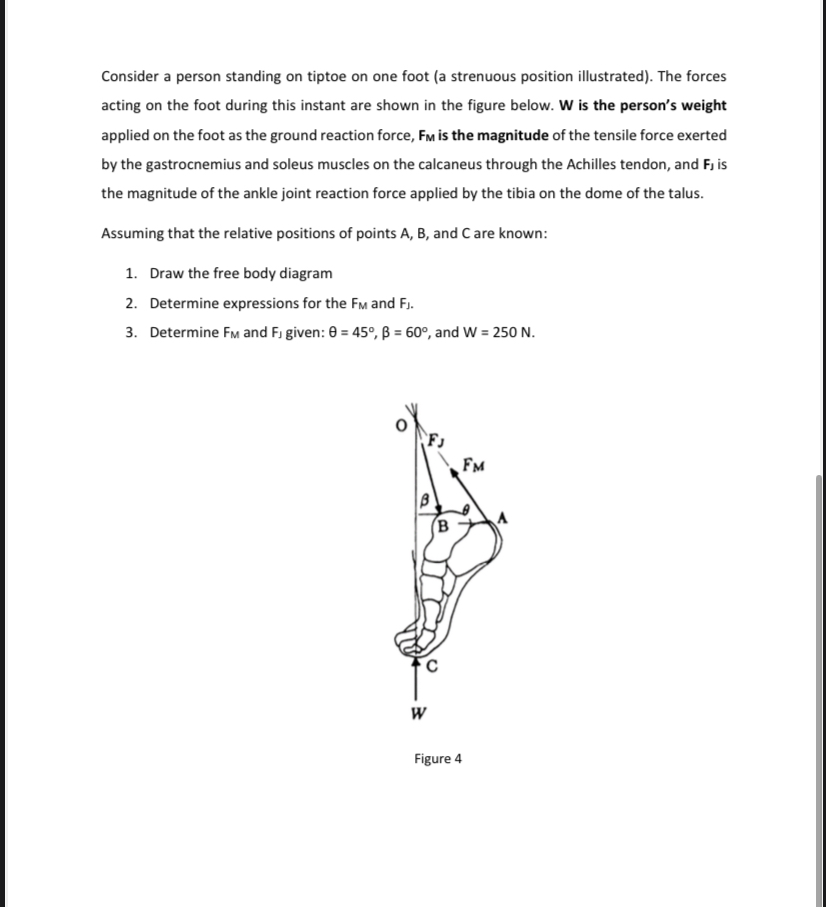 Consider a person standing on tiptoe on one foot