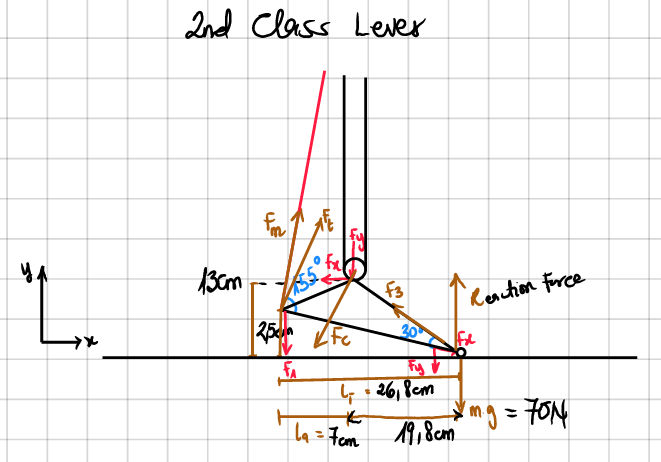 Using the calf raise exercise Numerical analysis: