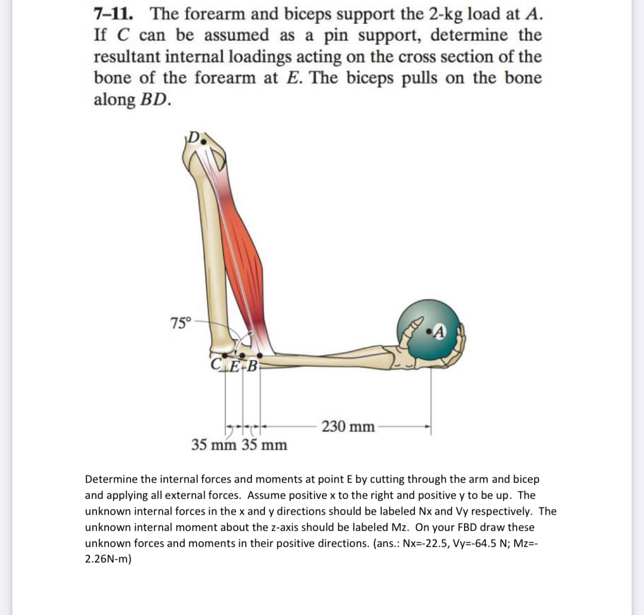 7 - 1 1 . The forearm and biceps support the 2 -
