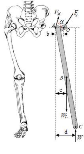 Based on the given free - body diagram, write the
