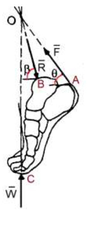 Determine the force R acting on the talus bone of