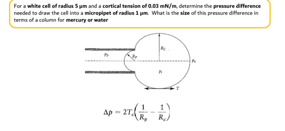 For a white cell of radius 5 m and a cortical