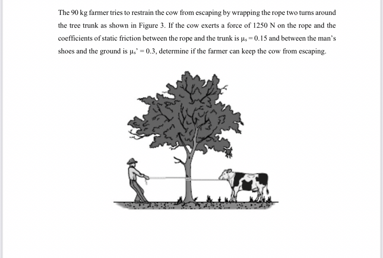 The 9 0 kg farmer tries to restrain the cow from