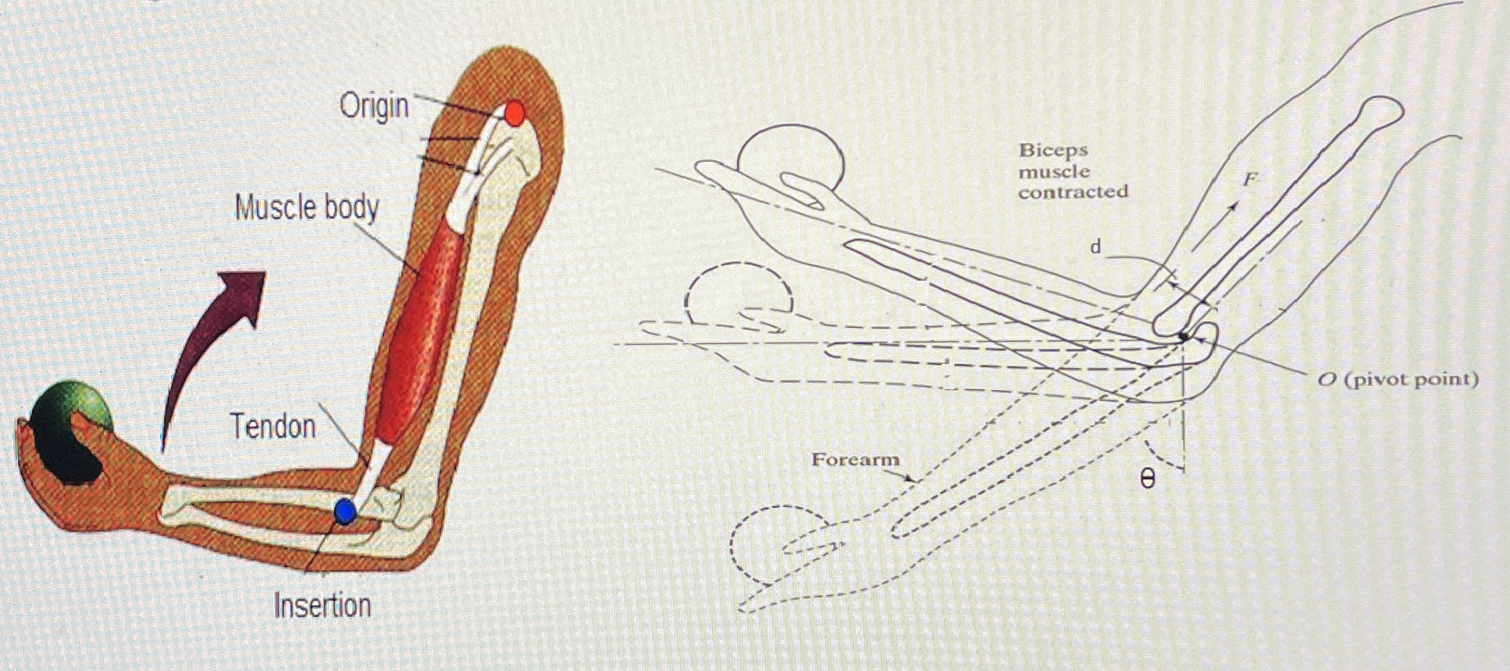 Problem 1 A person of height 1 6 5 cm and weight