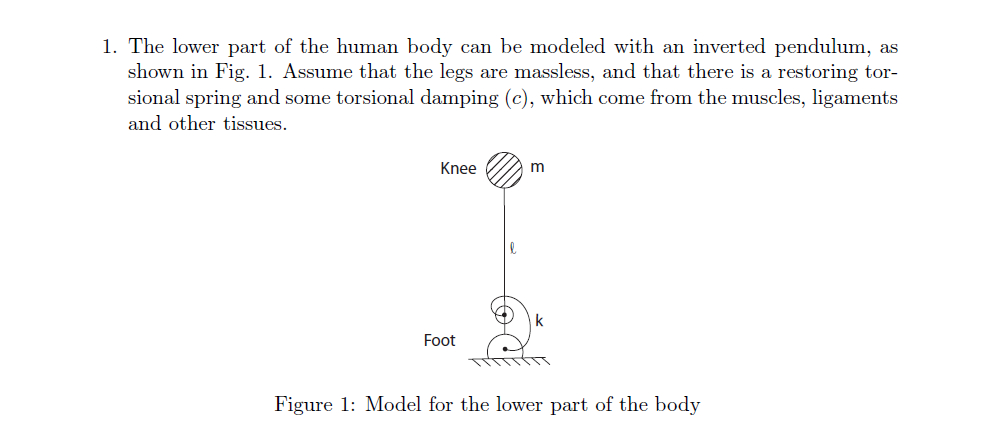 The lower part of the human body can be modeled