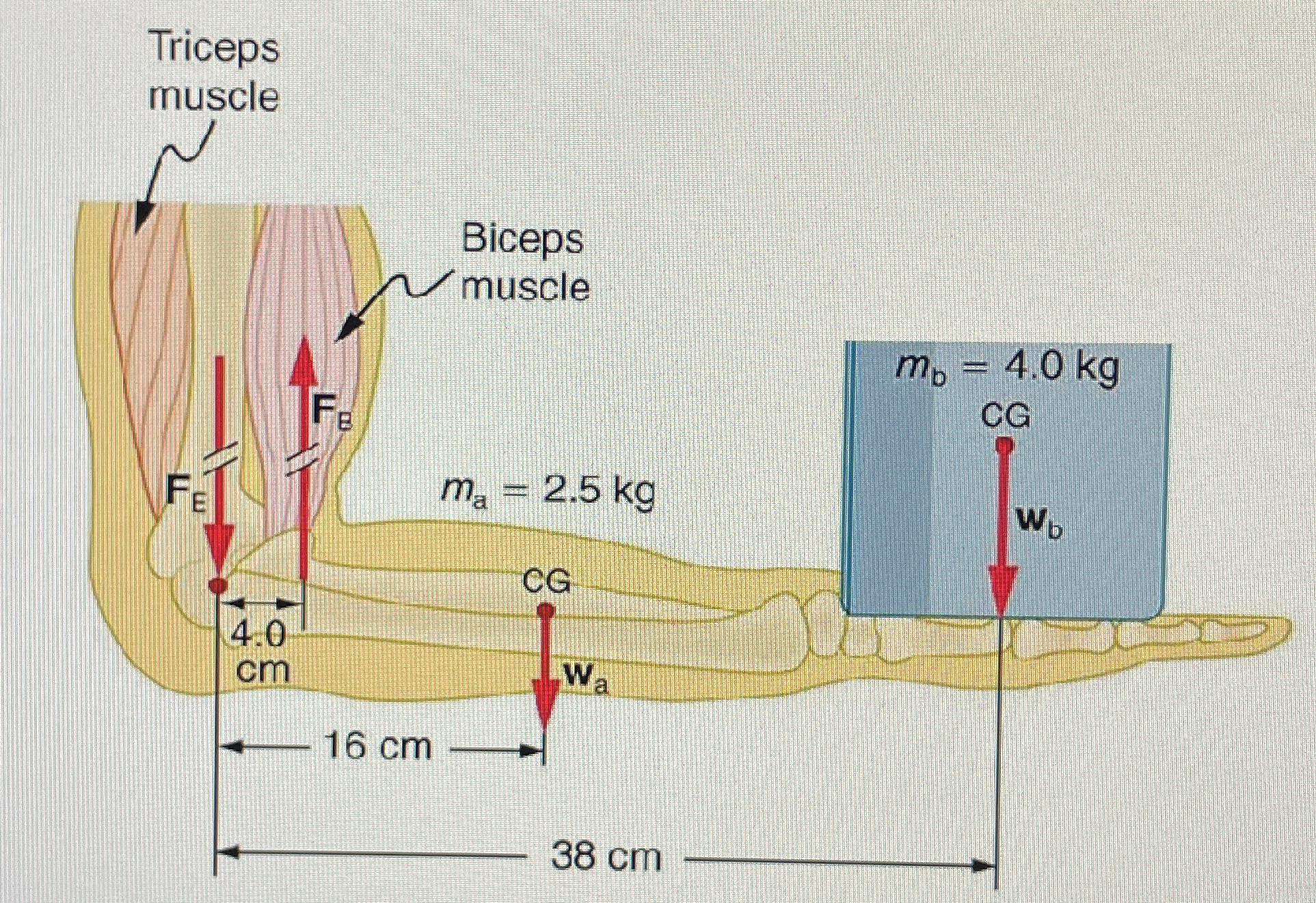 Problem 3 The upper limb shown below is to