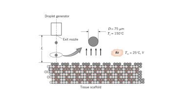 7 . 6 4 Tissue engineering involves the