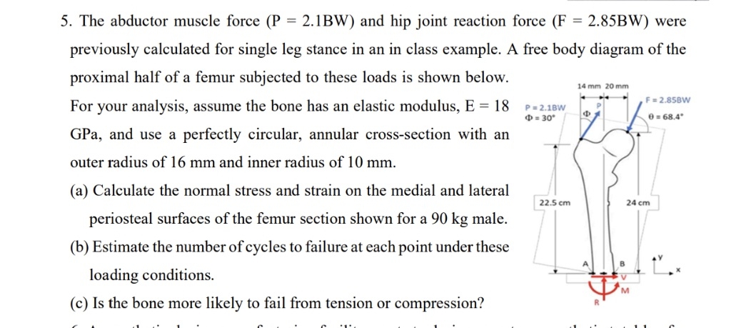 The abductor muscle force