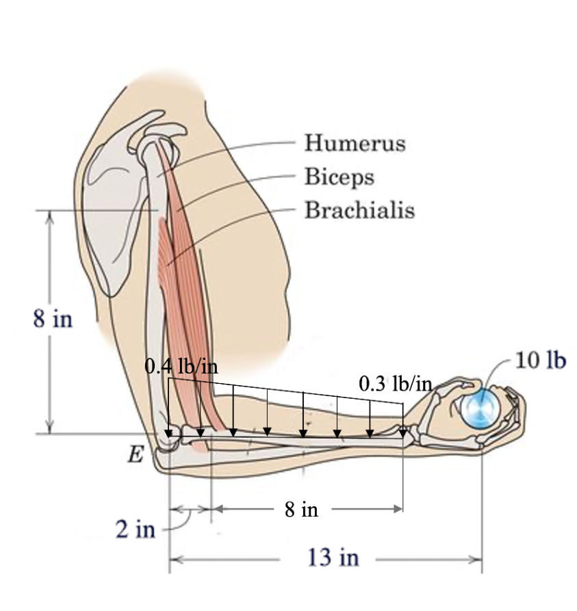 A person is performing slow arm curls with a 1 0