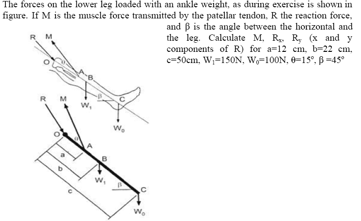The forces on the lower leg loaded with an ankle