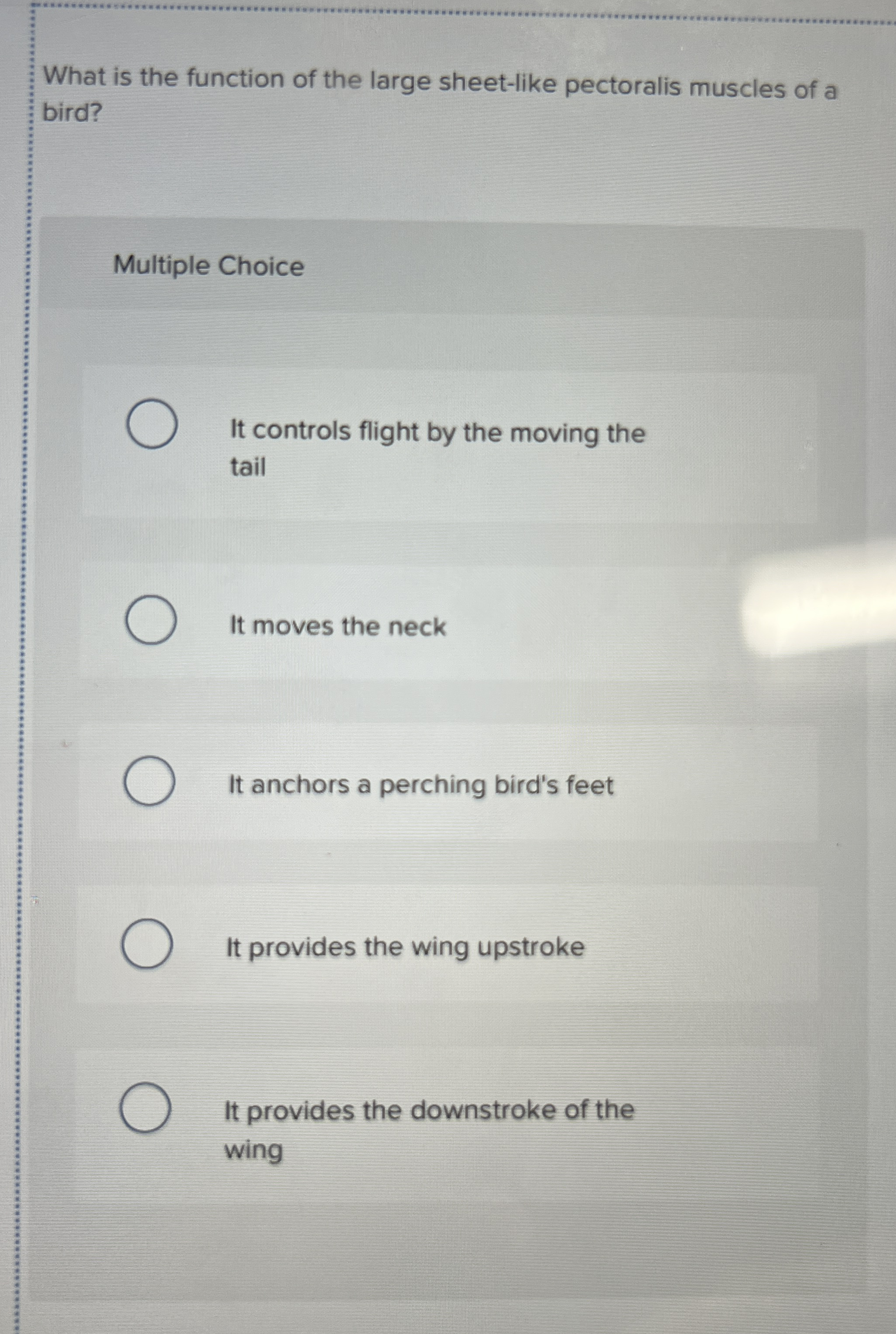 What is the function of the large sheet - like
