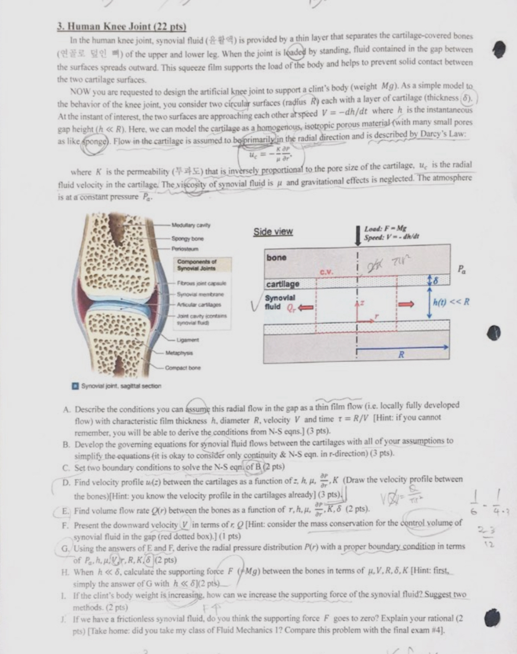 Human Knee Joint ( 2 2 pts ) In the human knee