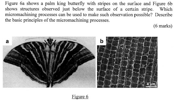 Figure 6 a shows a palm king butterfly with