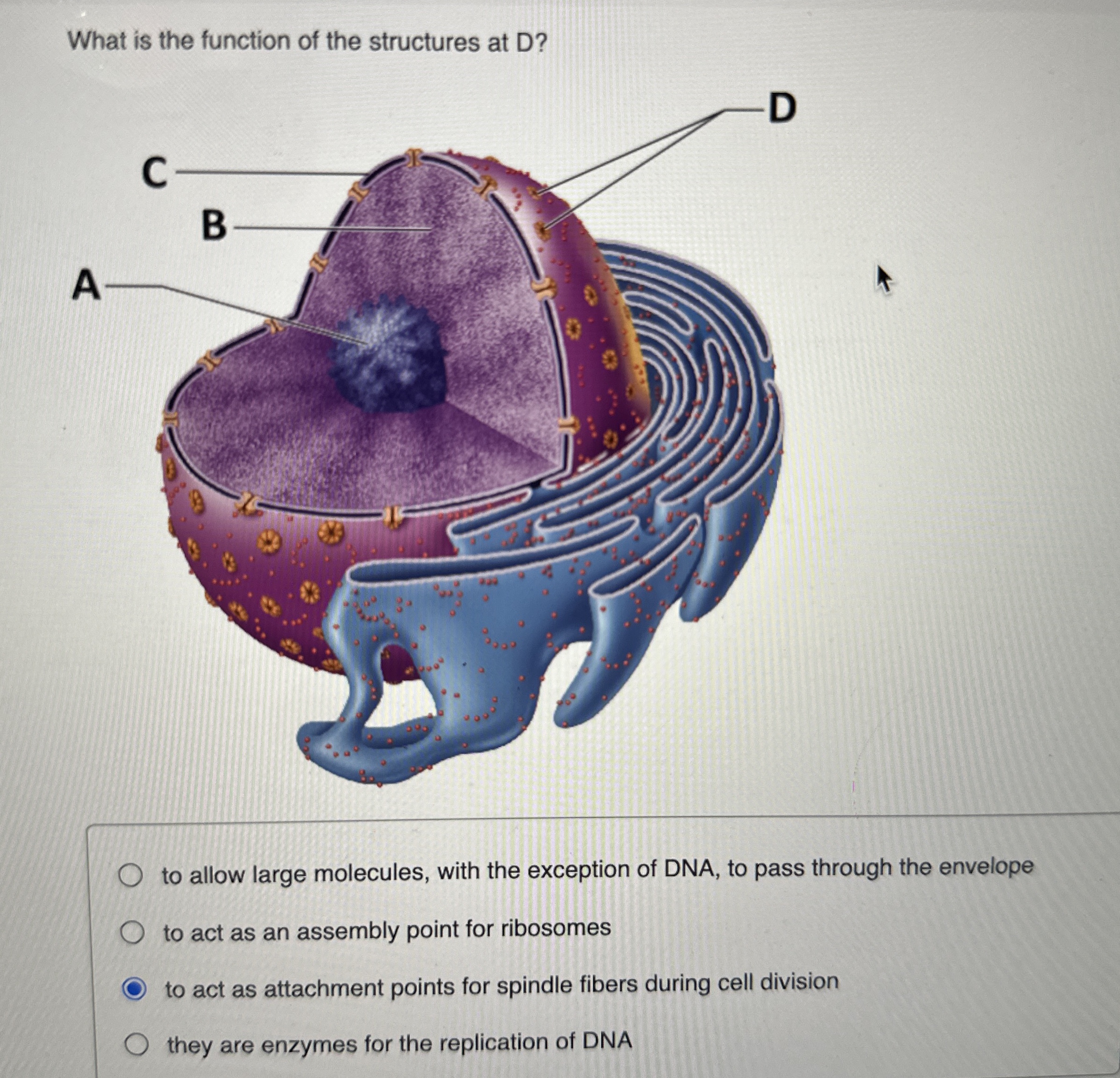 What is the function of the structures at D ? to