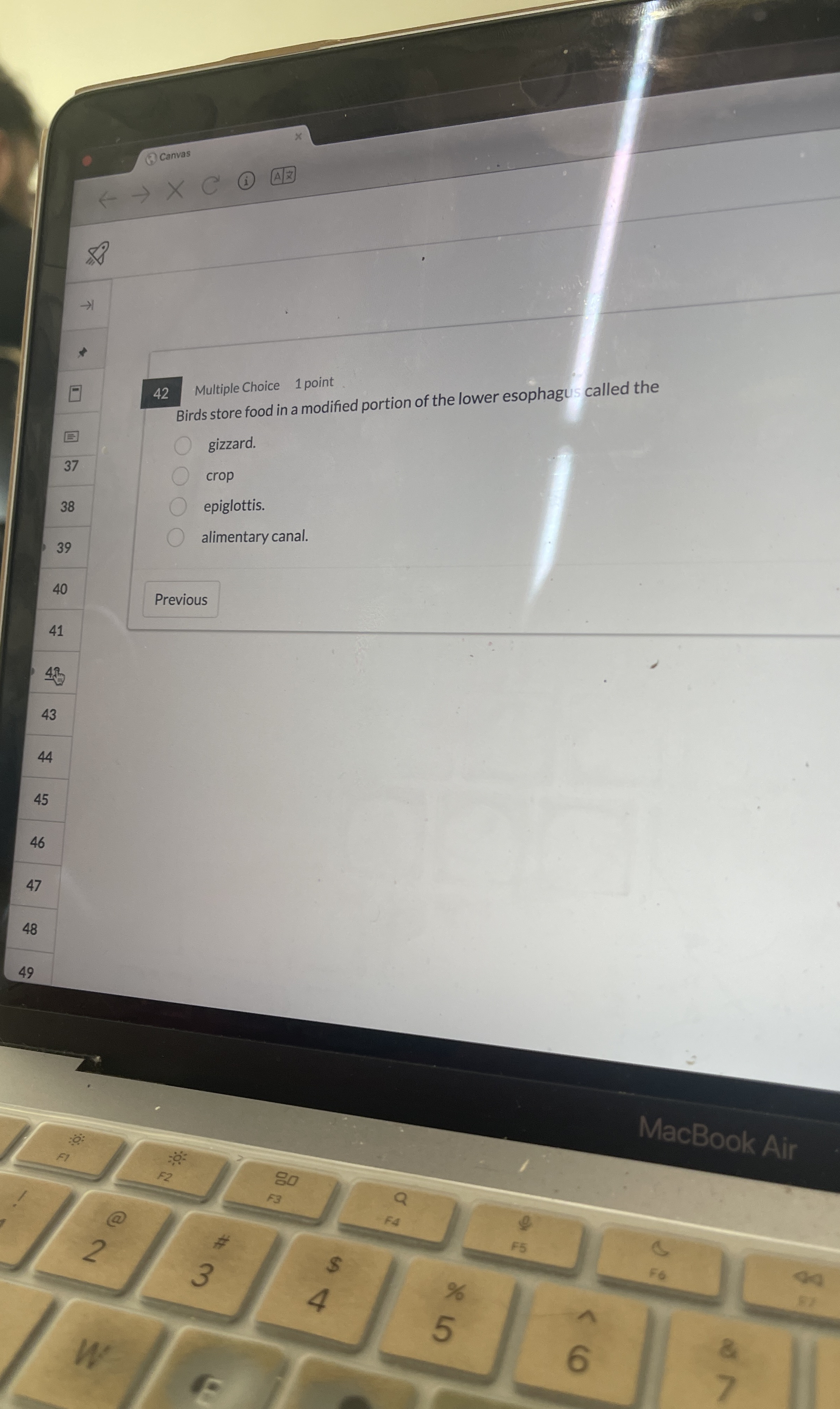 ( 3 ) Canvas hatily 4 2 Multiple Choice 1 point