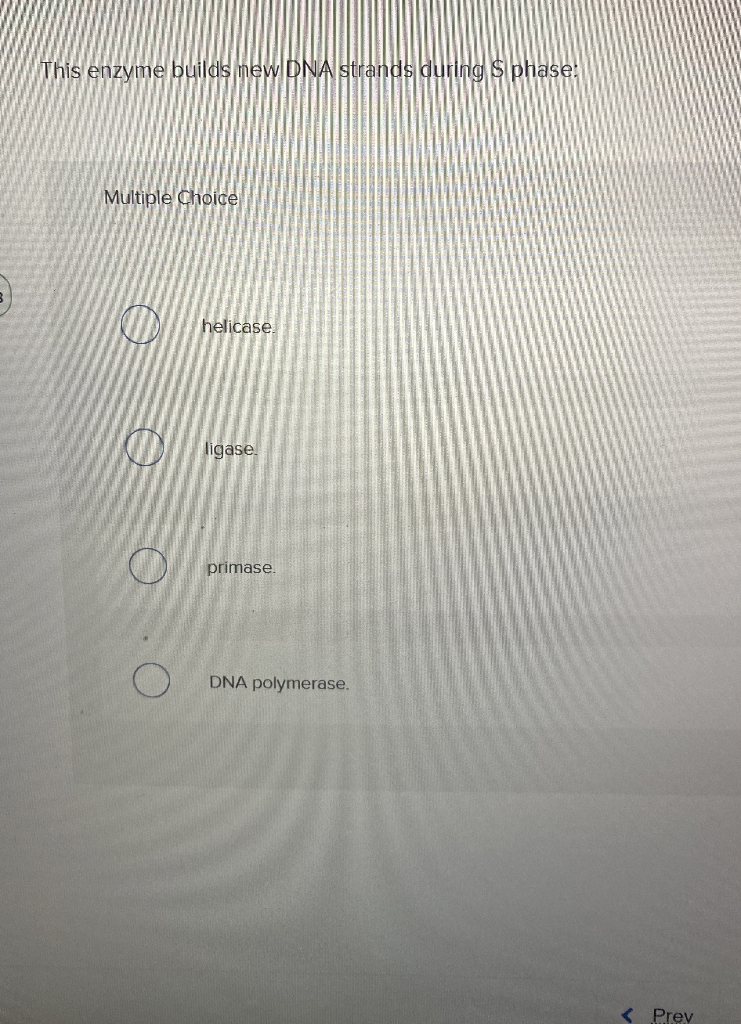 This enzyme builds new DNA strands during S