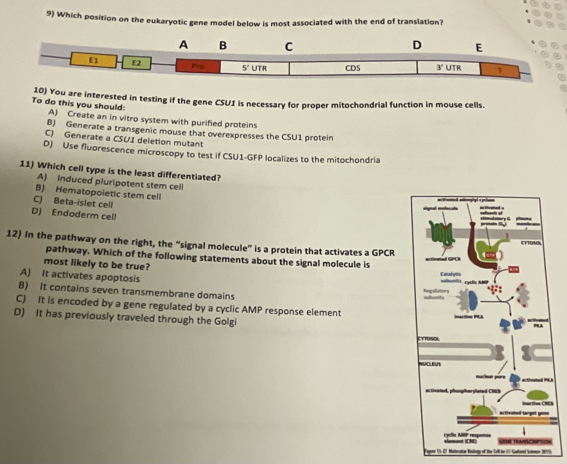 9 ) Which position on the eukaryotic gene model