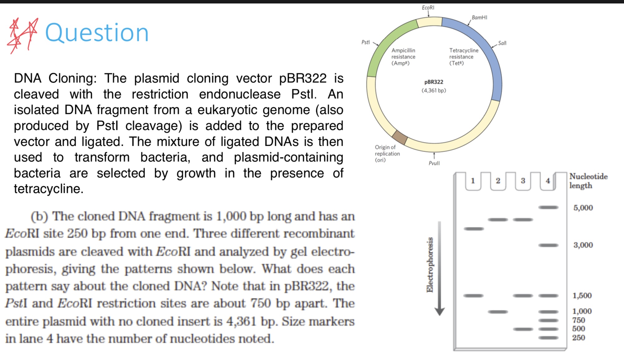 DNA Cloning: The plasmid cloning vector pBR 3 2 2