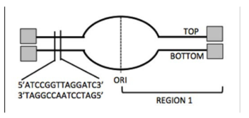 Shown below is a segment of replicating DNA. A