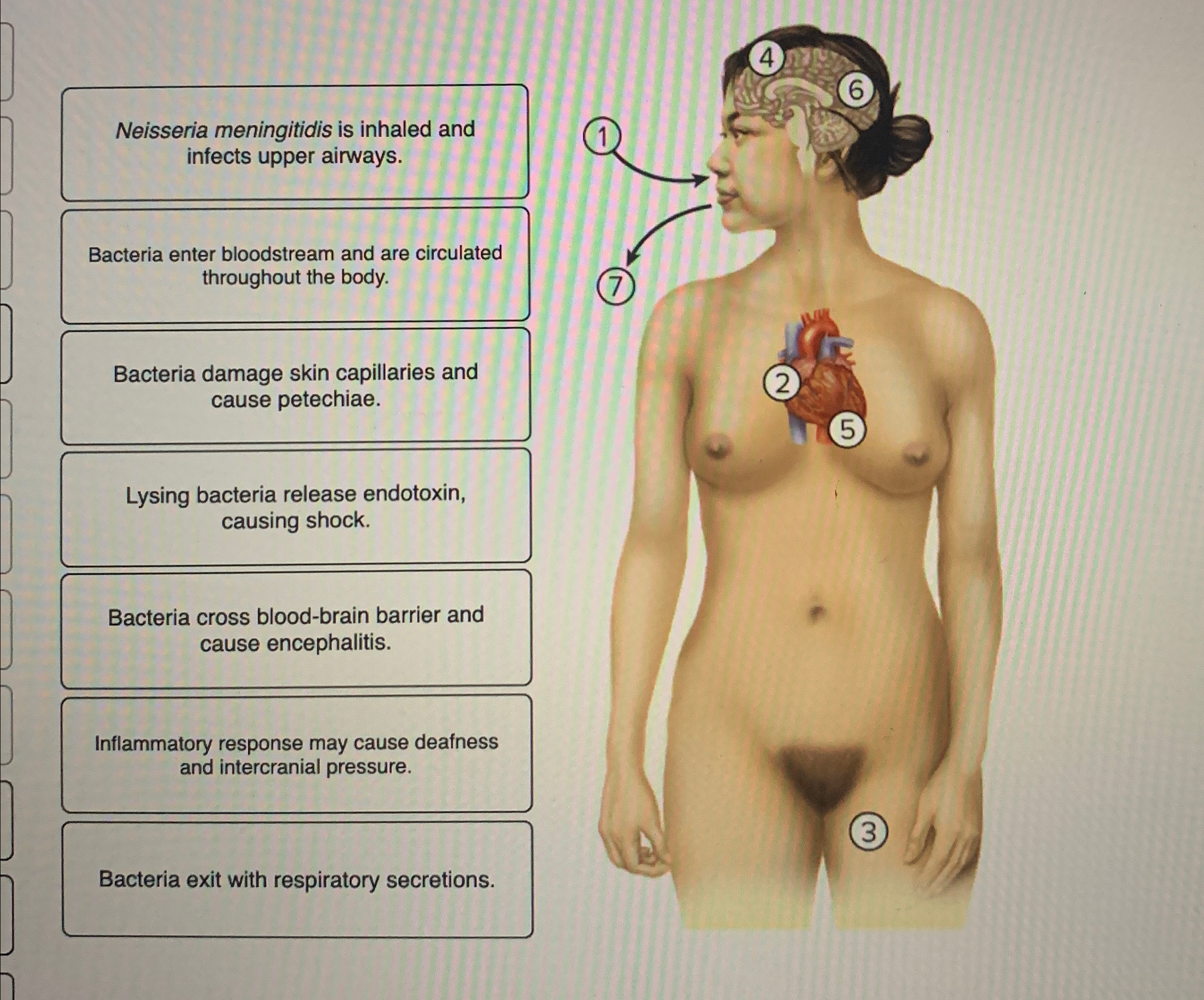 Please place these in the correct order for
