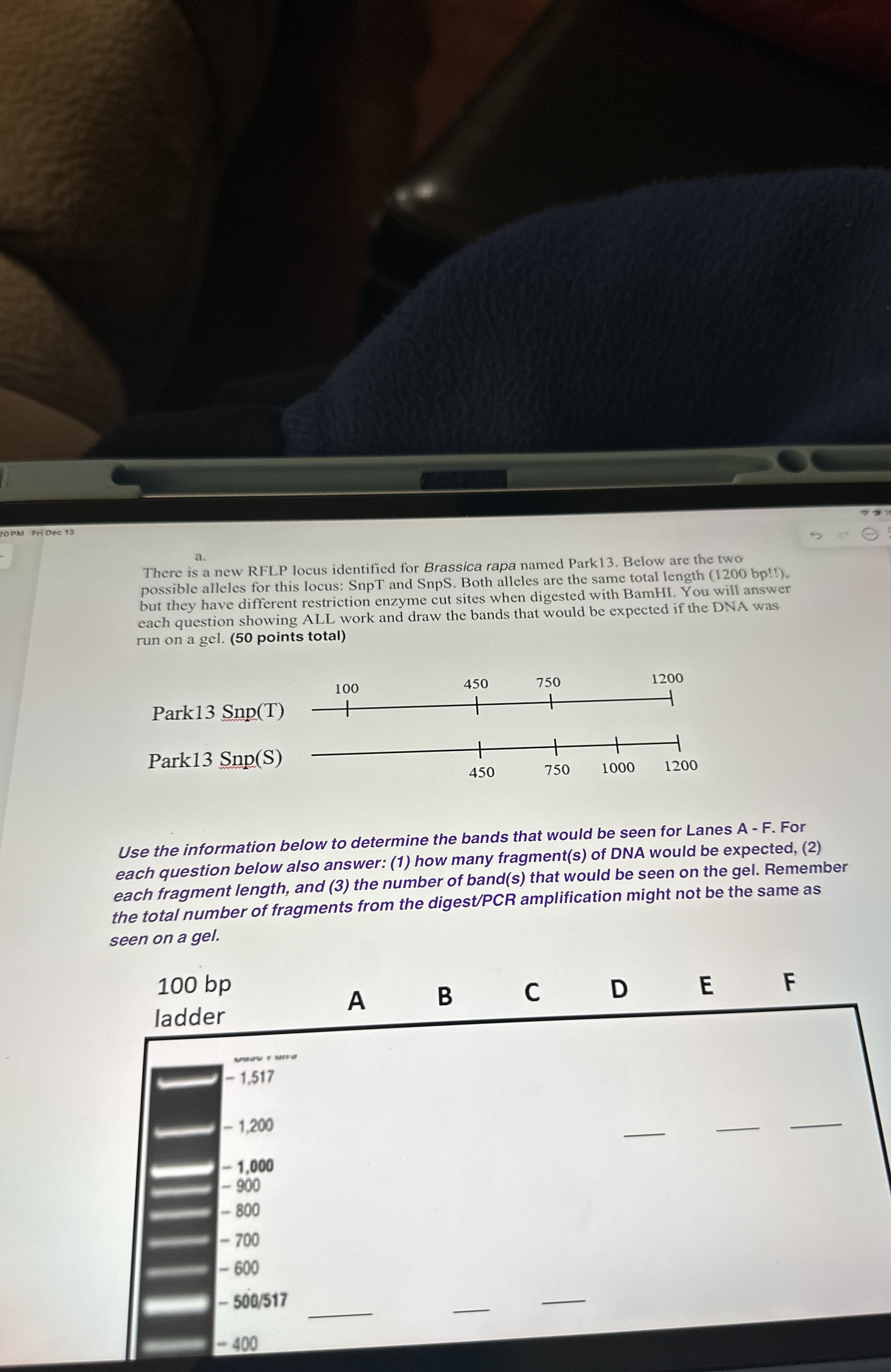 2 0 PM FriDec 1 3 a . There is a new RFLP locus