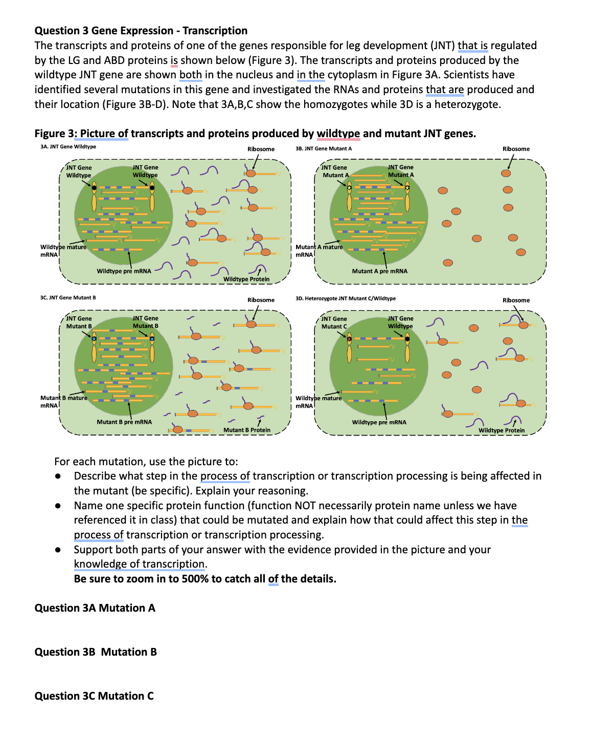 Question 3 Gene Expression - Transcription The