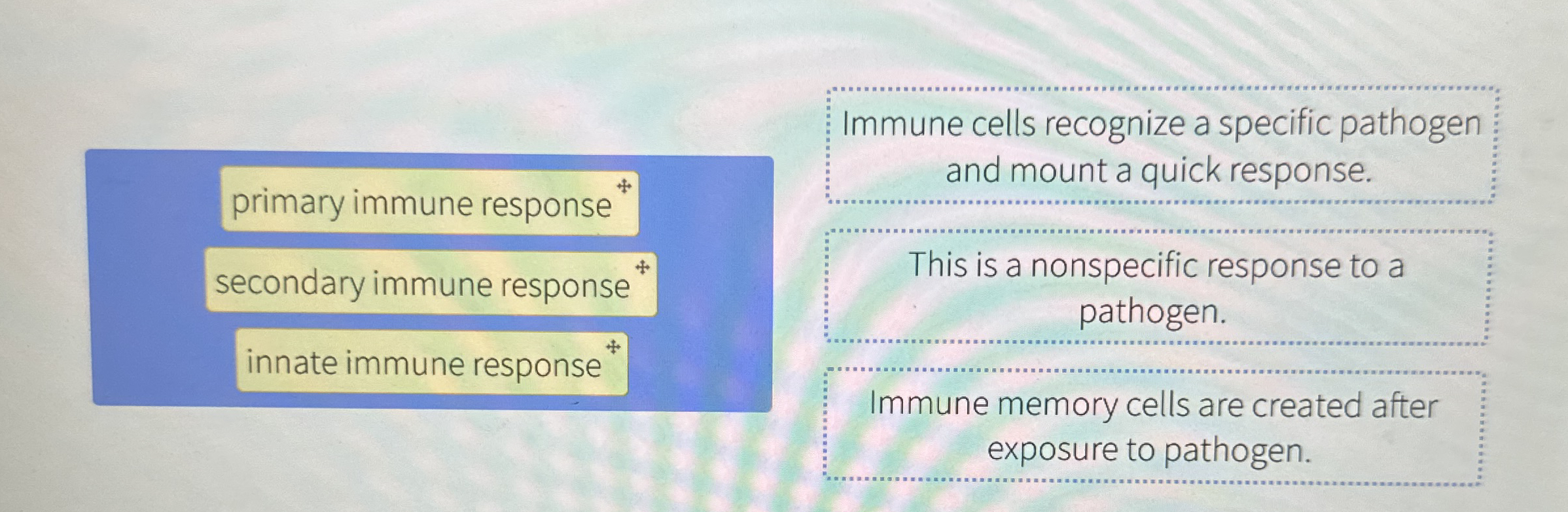 primary immune response ? + secondary immune