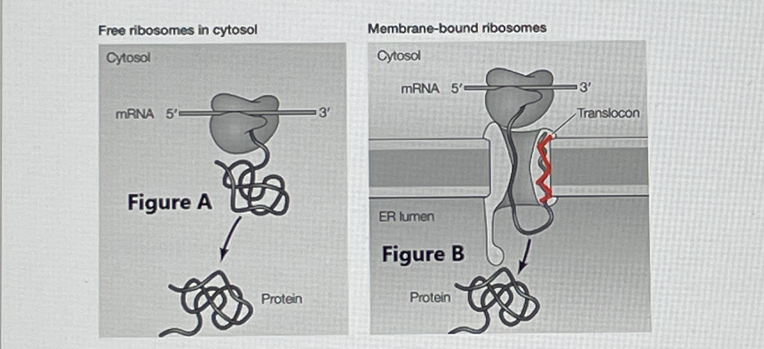 Consider Figures A and B . a . Match the final