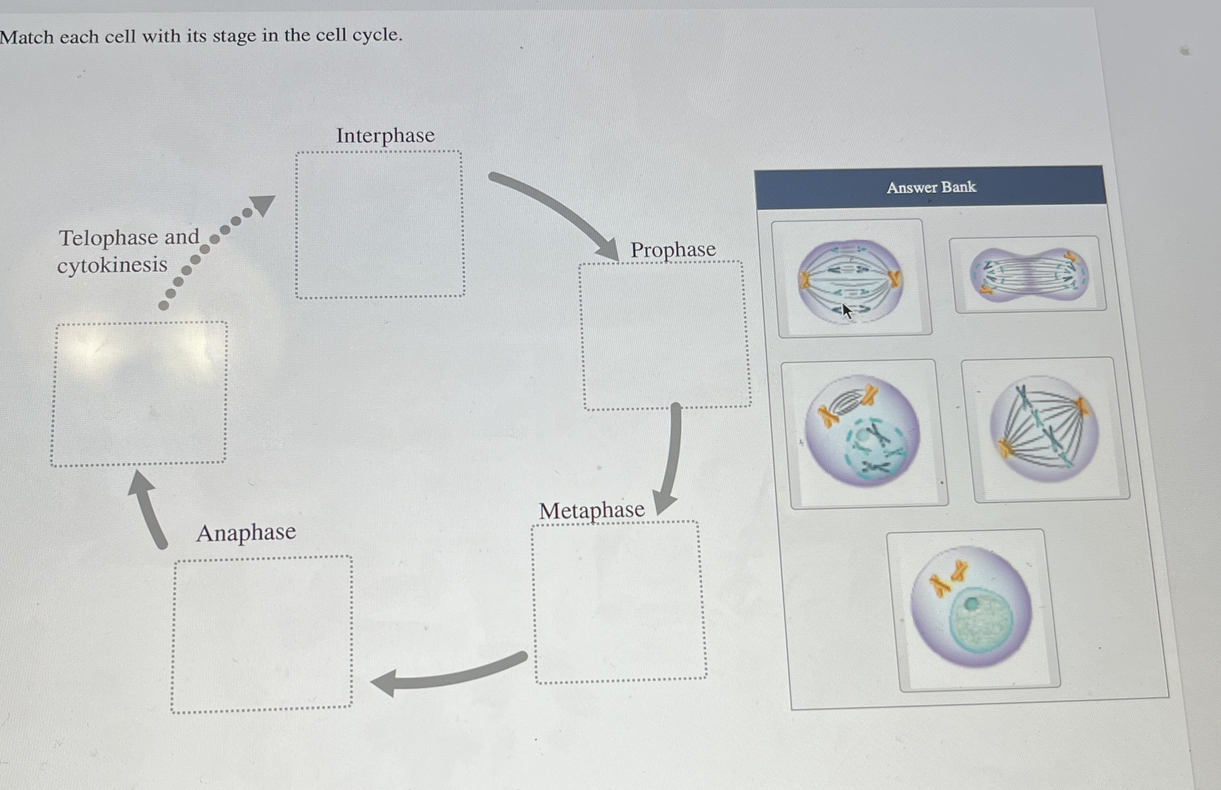 Match each cell with its stage in the cell cycle.