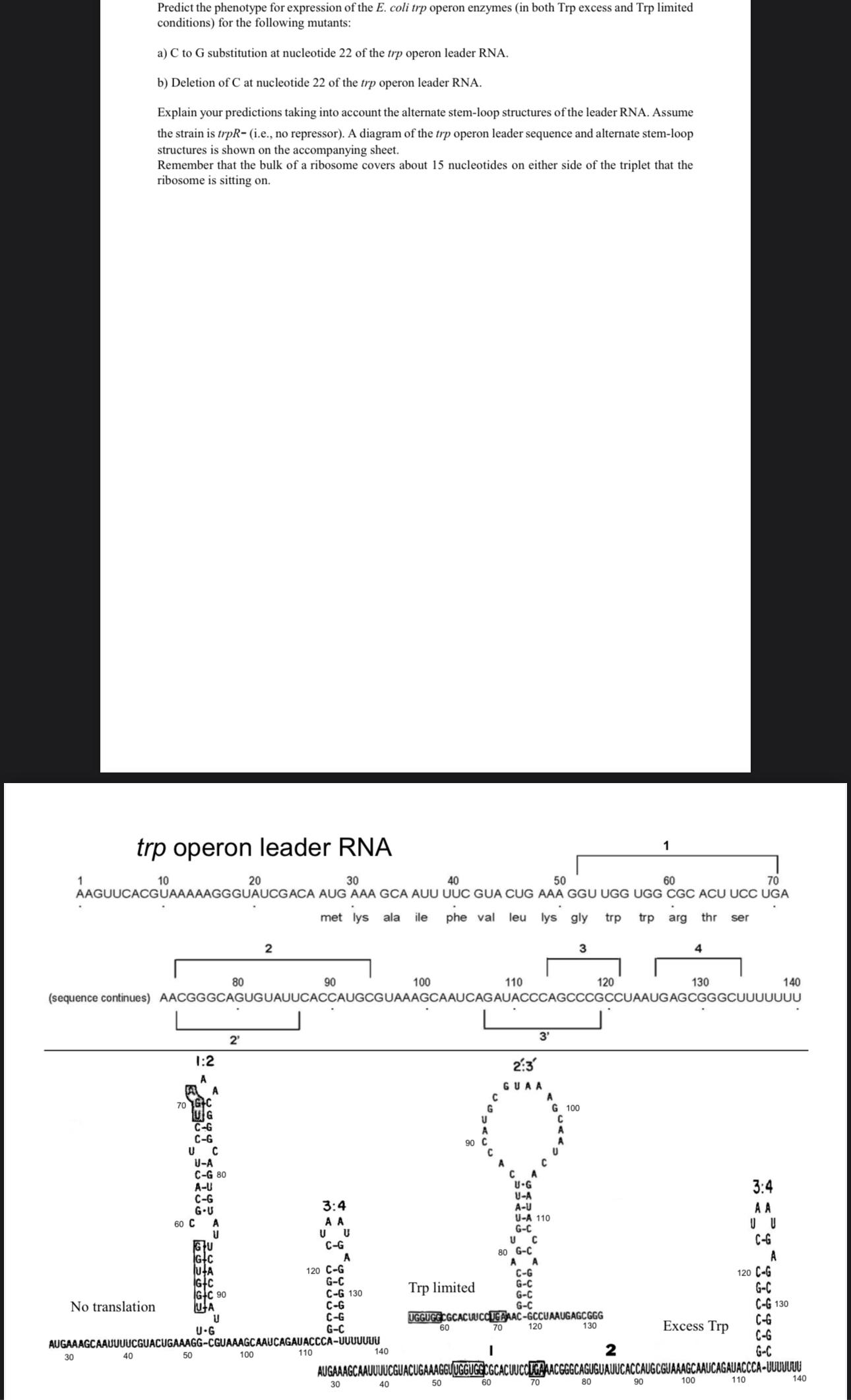 Predict the phenotype for expression of the E .