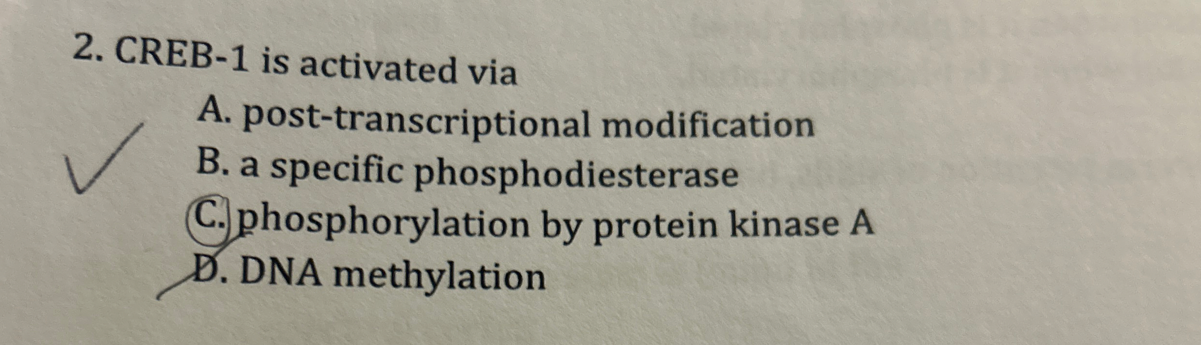 CREB - 1 is activated via A . post -
