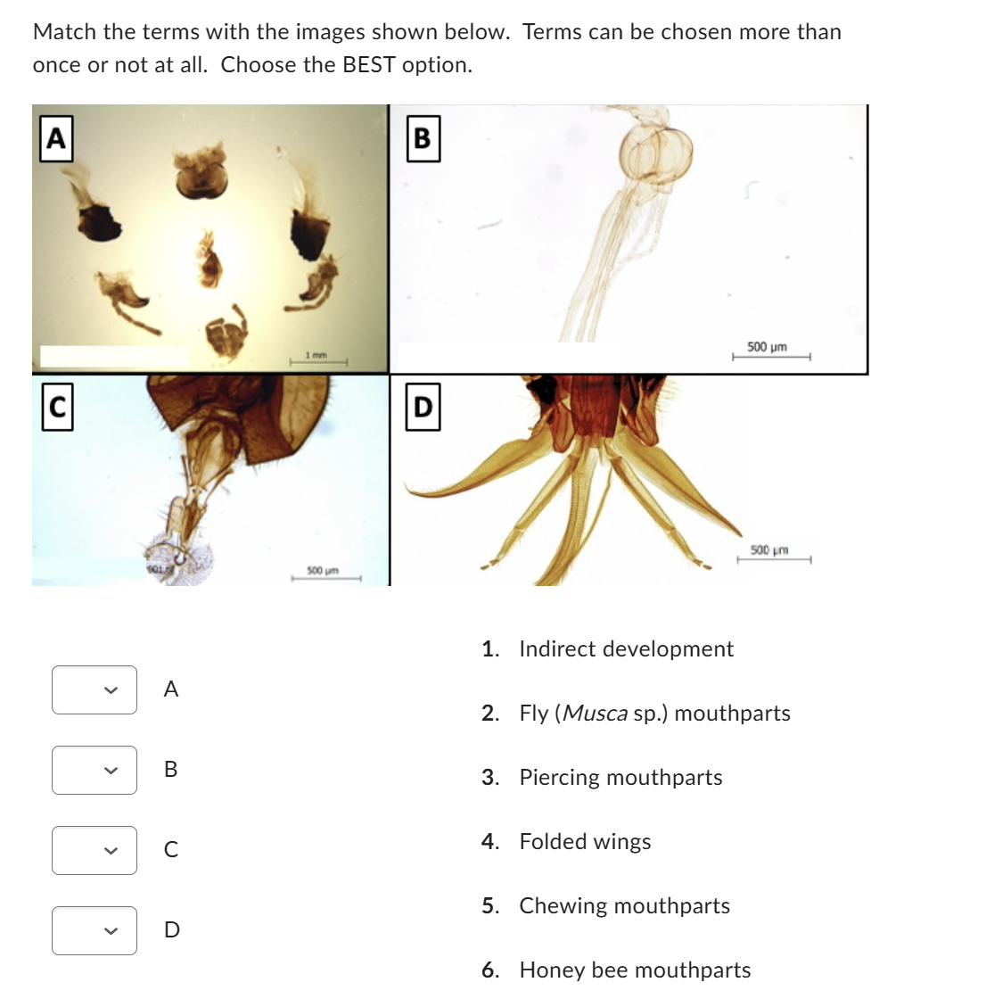  Match the terms with the images shown below. Terms can be