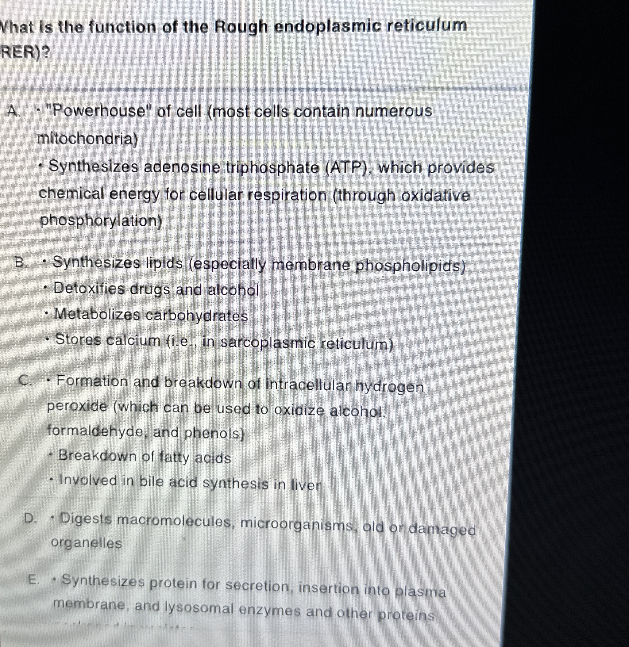 What is the function of the Rough endoplasmic