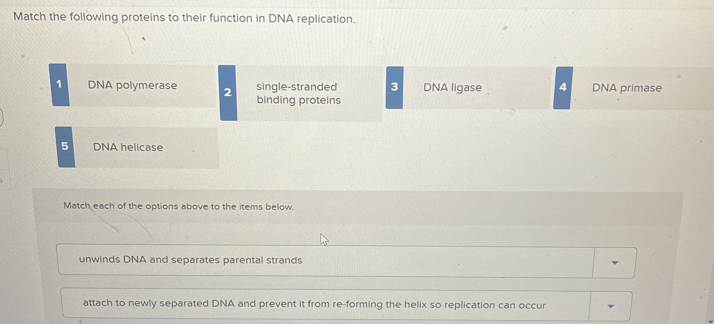 Match the following proteins to their function in