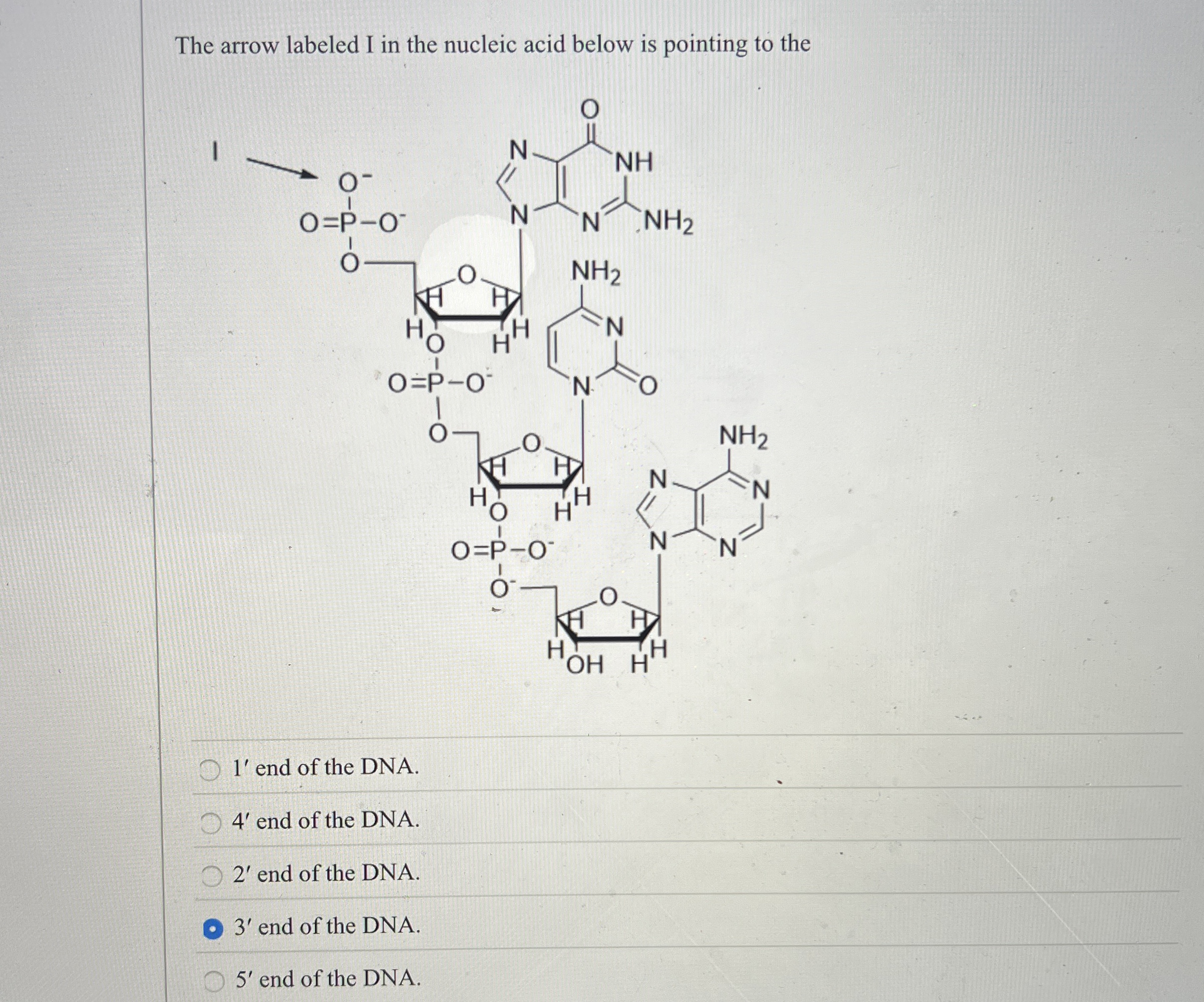 The arrow labeled I in the nucleic acid below is