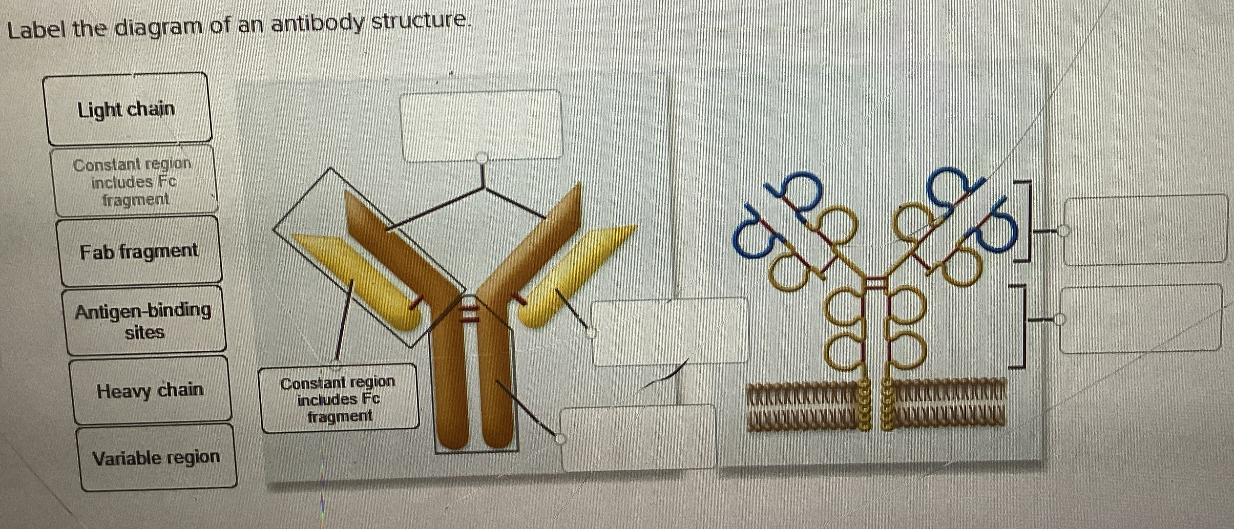 Label the diagram of an antibody structure.