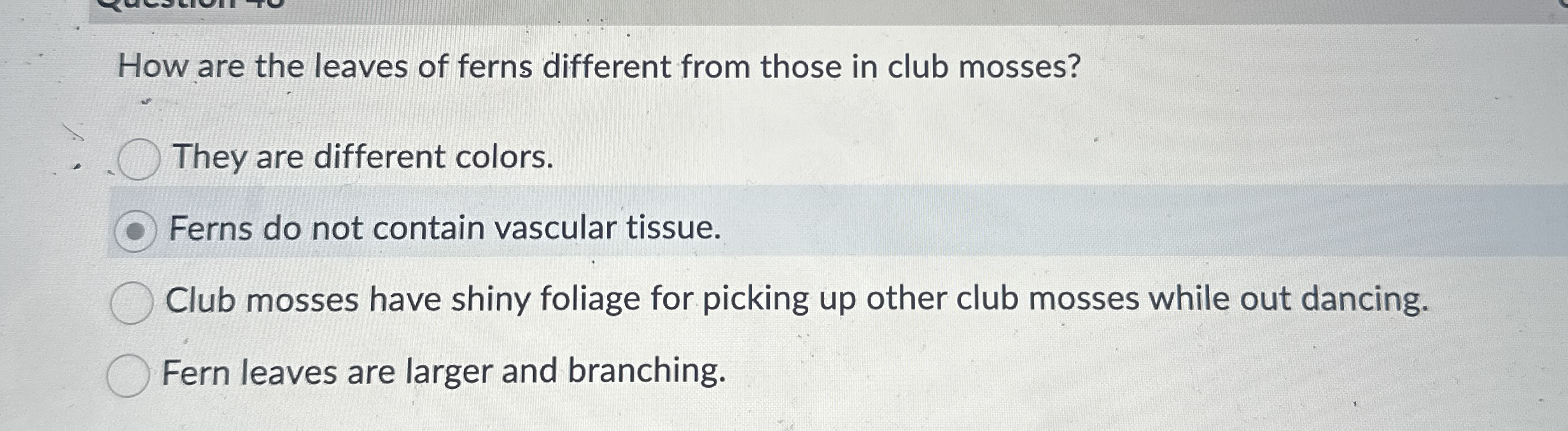 How are the leaves of ferns different from those