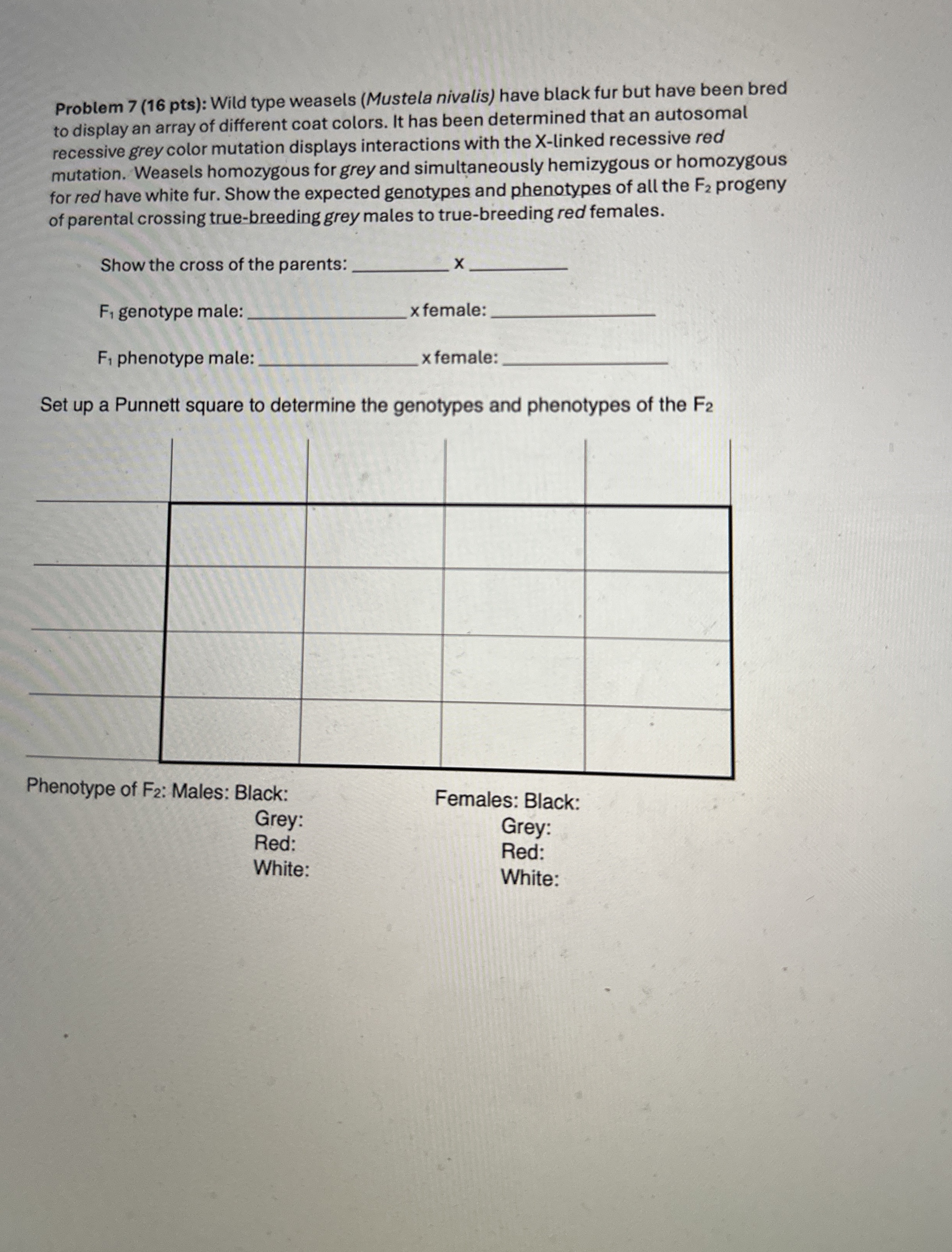 Wild type weasels ( Mustela nivalis ) have black