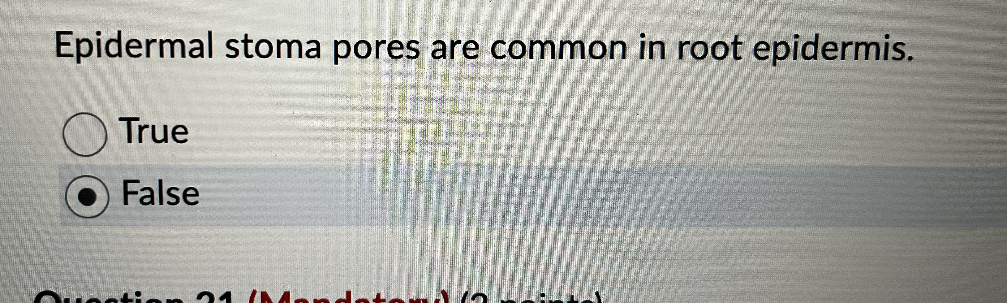 Epidermal stoma pores are common in root