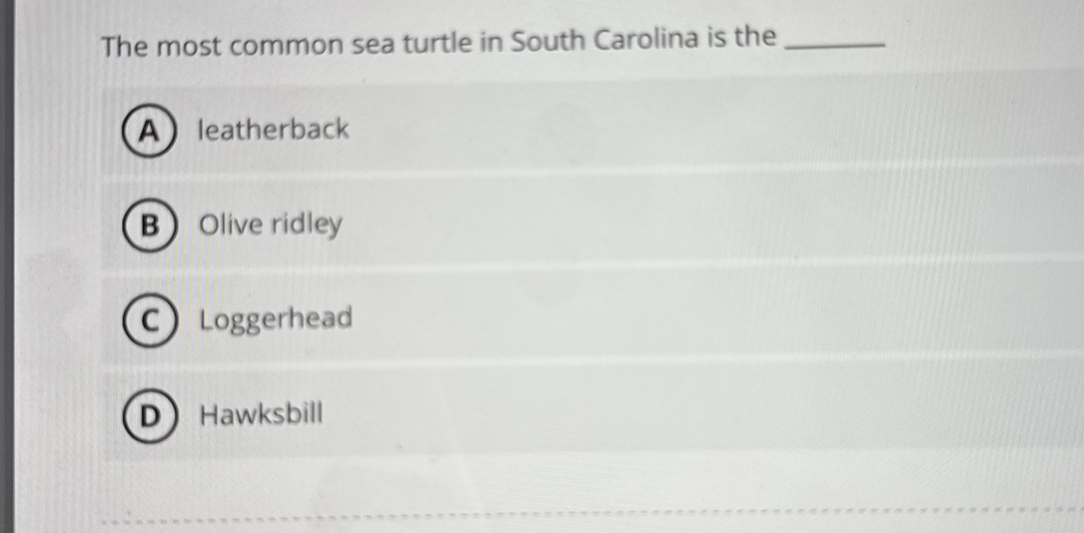 The most common sea turtle in South Carolina is