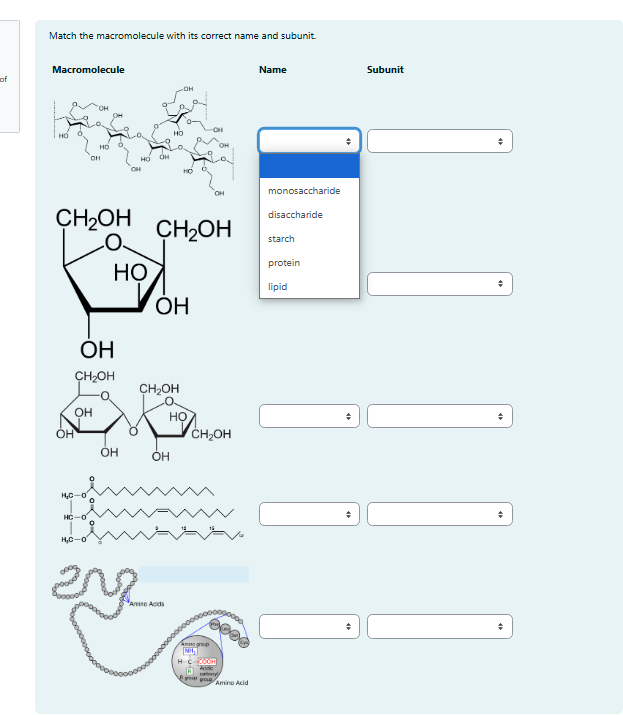 Match the macromolecule with its correct name and
