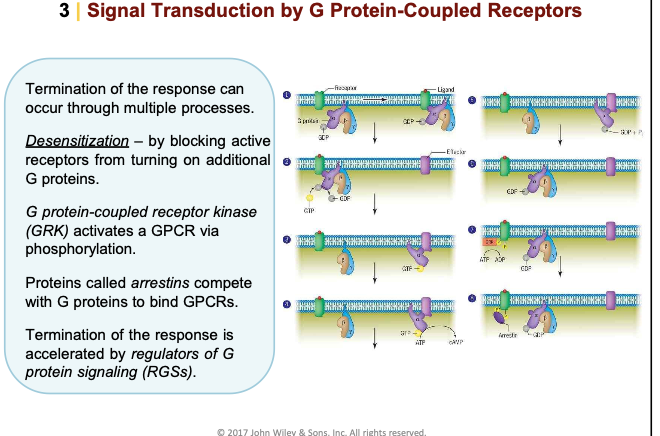 \ ( 3 \ mid \ ) Signal Transduction by G Protein