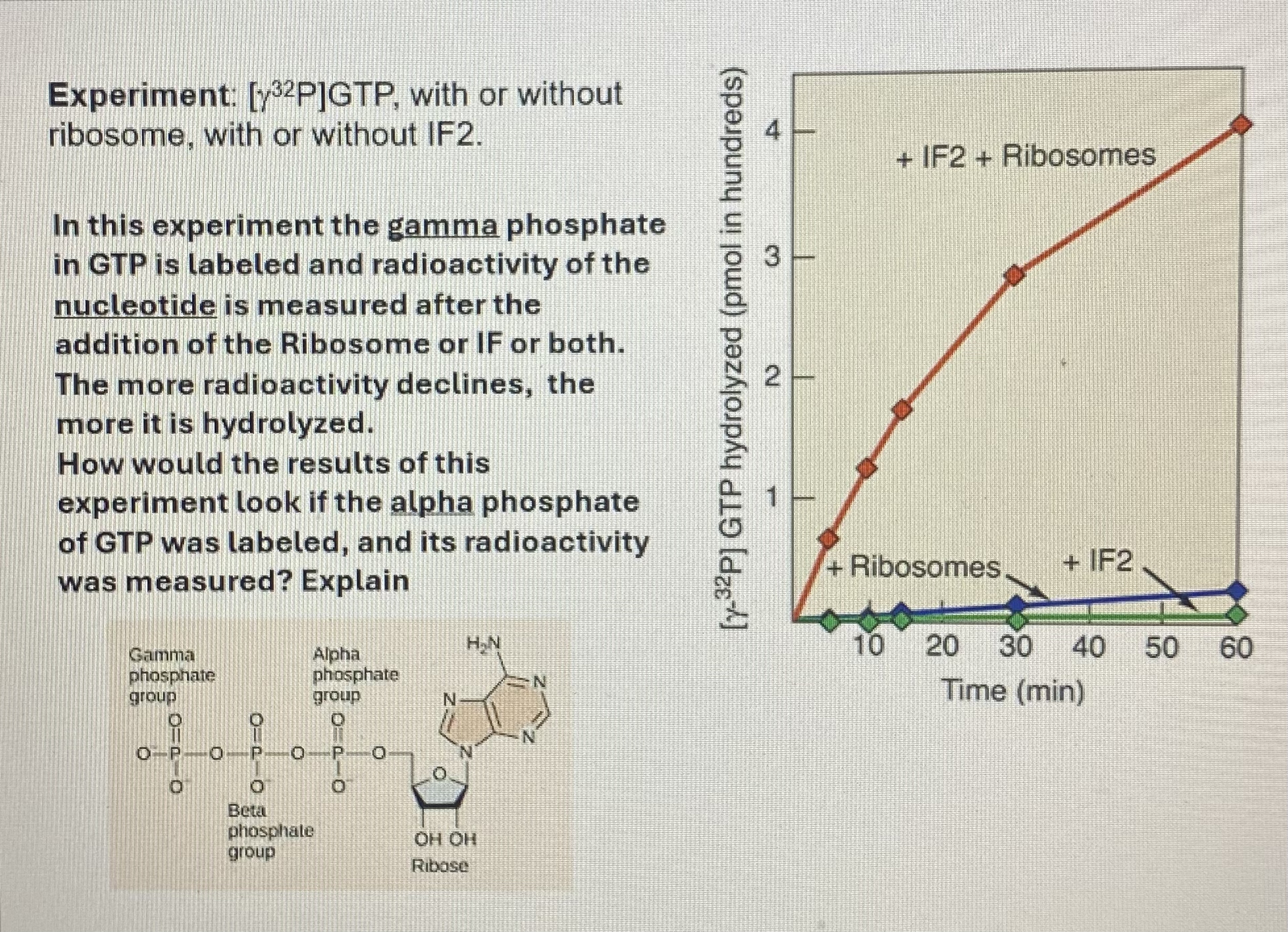 Experiment: [ y 3 2 P ] GTP , with or without