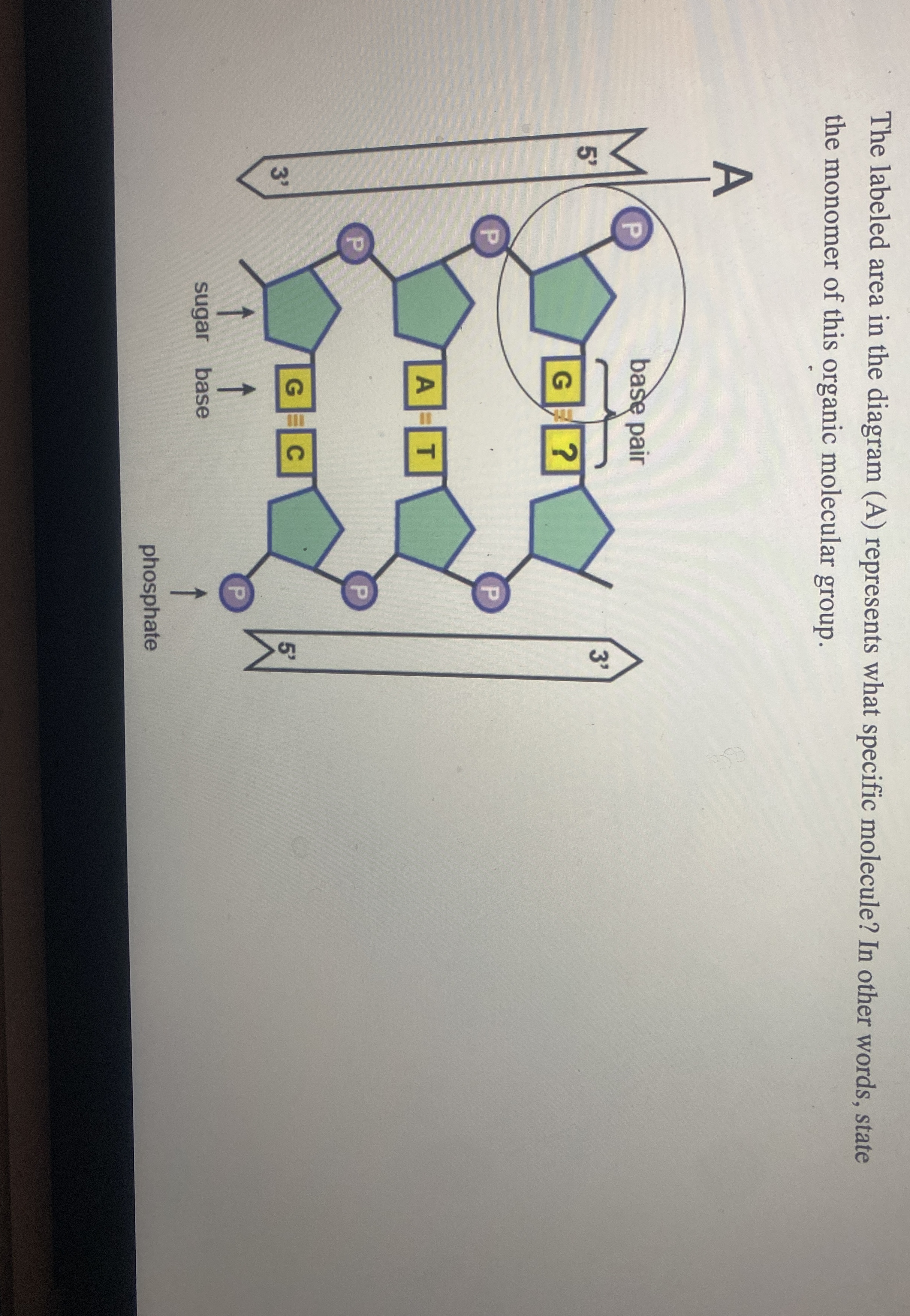 The labeled area in the diagram ( A ) represents