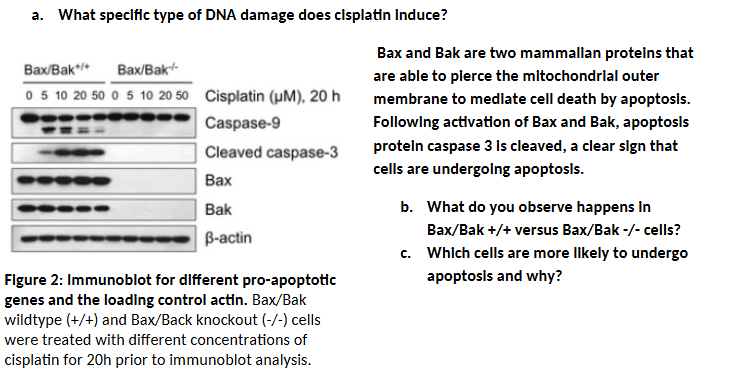 a . What specific type of DNA damage does