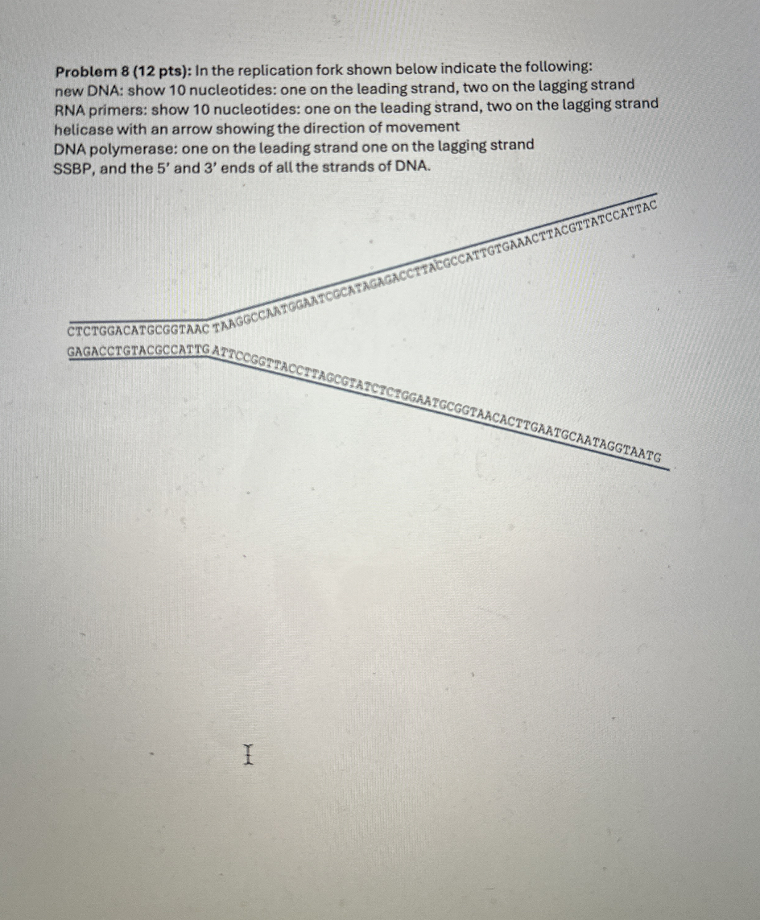 In the replication fork shown below indicate the