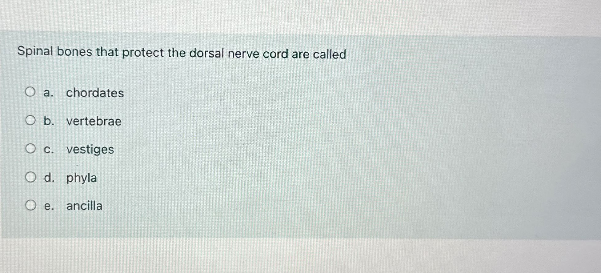 Spinal bones that protect the dorsal nerve cord