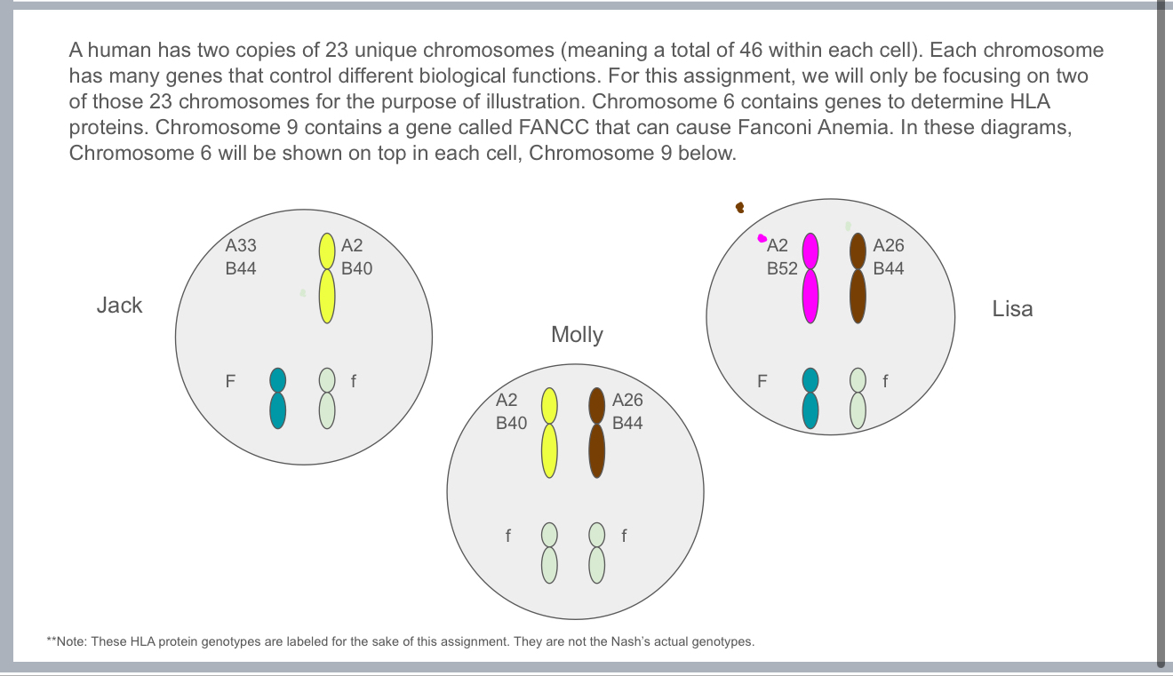 A human has two copies of 2 3 unique chromosomes