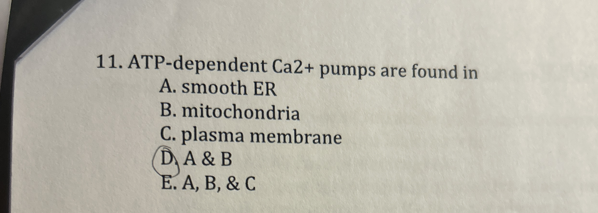 ATP - dependent C a 2 + pumps are found in A .