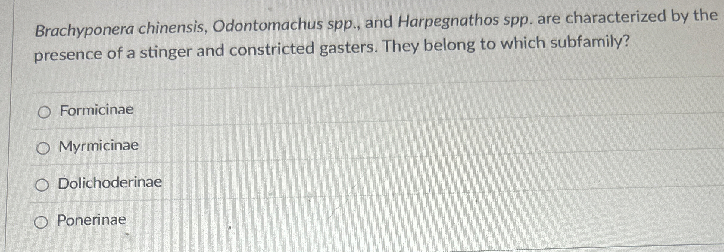 Brachyponera chinensis, Odontomachus spp . , and